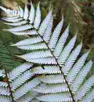 The silver fern, a symbol of New Zealand